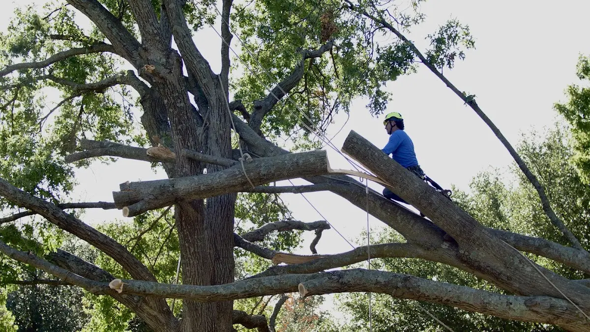 Professional Crown Thinning performed by certified arborists in Dutch John